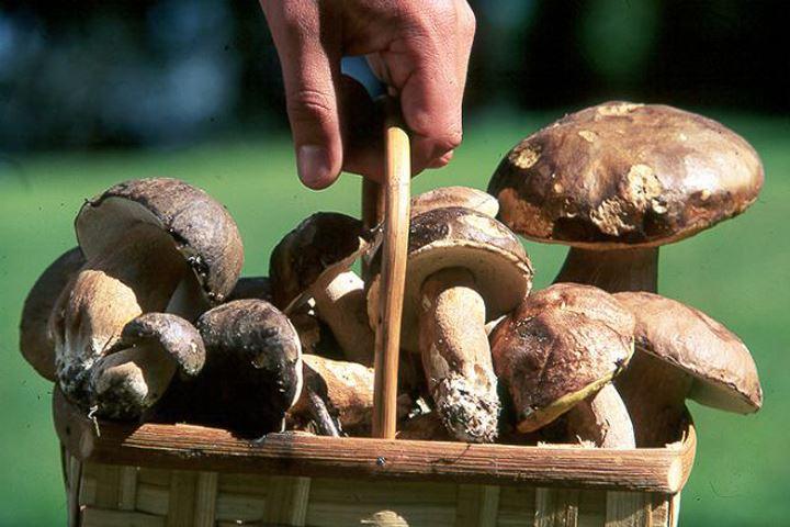 Panier de cèpes